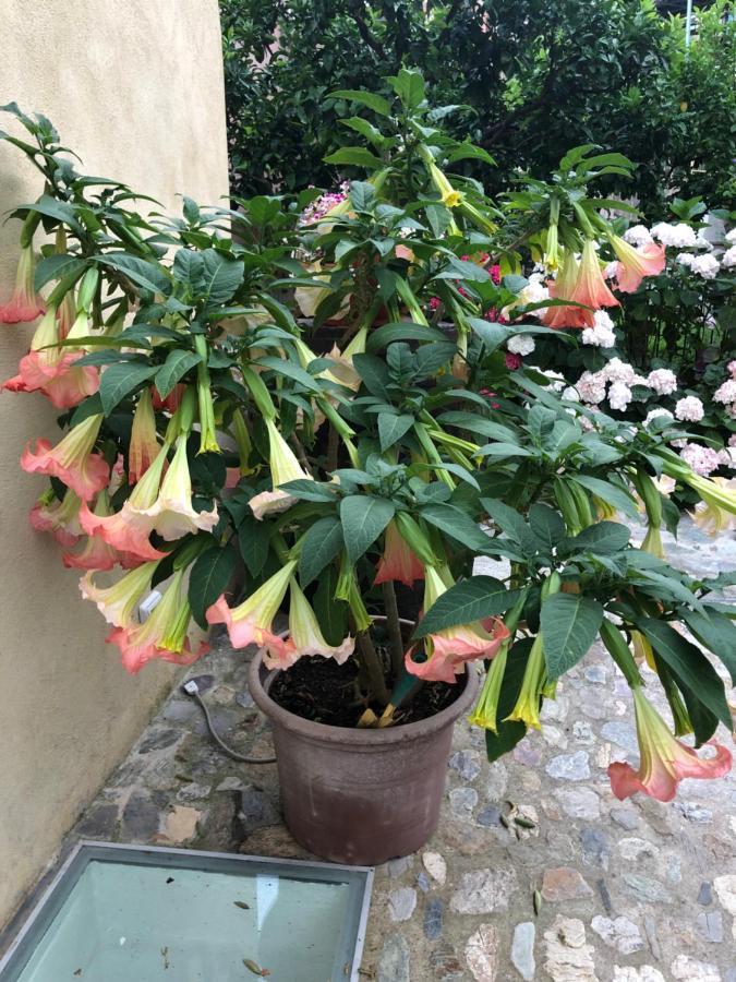 B&B Ca' Du Brigidin Tovo San Giacomo Bagian luar foto